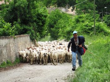 Herder in Umbrie - Giotto Cultuurprojecten