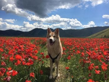 Wandelen en stilstaan in Umbrie - Giotto Cultuurprojecten