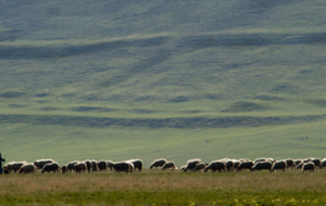 Benedictijns leiderschap