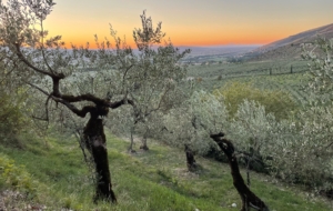 Oogsten!  – zingeving en zelfzorg voor artsen in Umbrië