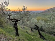 Oogsten! – zingeving en zelfzorg voor artsen in Umbrië