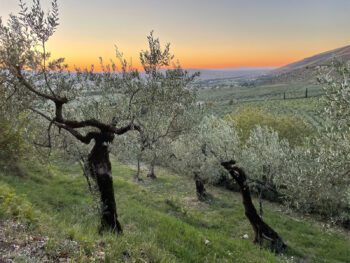 Oogsten! – zingeving en zelfzorg voor artsen in Umbrië