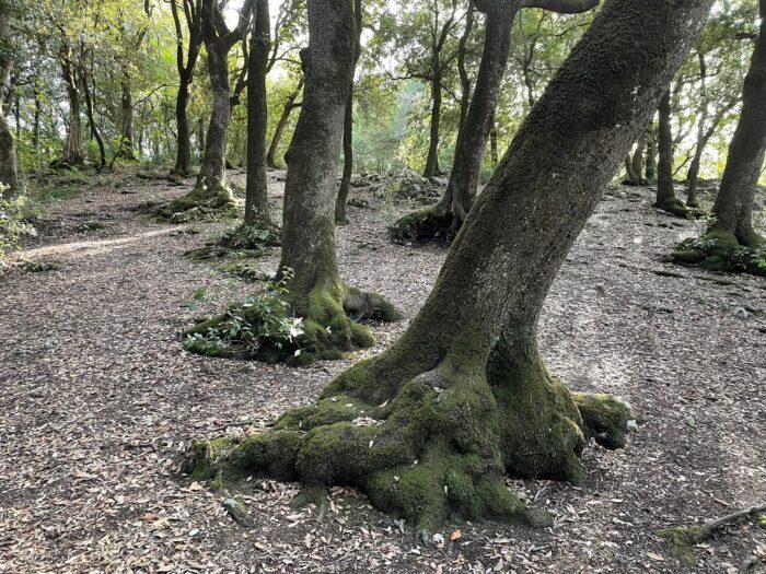 Deze afbeelding heeft een leeg alt-attribuut; de bestandsnaam is Oogstfeest-Giotto-Cultuur-4.jpeg